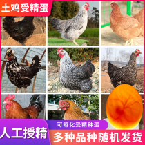 混发土鸡种蛋受精蛋可孵化芦花鸡九斤红五黑海兰褐白羽白来航鸡蛋