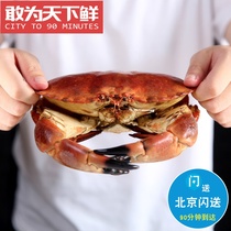 1.5-3斤可选 北京闪送 鲜活<em>面包蟹</em> 英国进口黄金蟹大螃蟹海鲜水产
