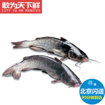 2.5-2.8斤1条 北京闪送 鲜活 江团鱼 鮰鱼习鱼回鱼清江鱼 长吻鮠