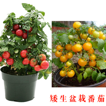 矮生盆栽番茄种子红色黄色黑色紫色樱桃番茄种子圣女果小西红柿