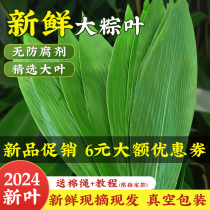 新鲜粽叶粽子叶箬叶超大号免邮端午包粽子的叶子精修商家用干粽叶