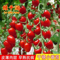 千禧樱桃番茄种子阳台四季高产小番茄种籽樱桃圣女果盆栽蔬菜种孑