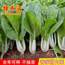 四季小白菜种子客家甜白菜种籽本土农家菜园青菜阳台盆栽蔬菜种孑
