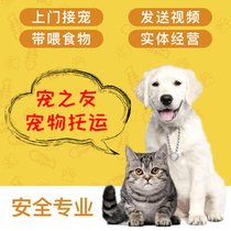 宠之友宠物托运北京上海广州深圳到全国宠物服务代办手续猫狗
