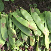 东北油豆角种籽种子一点红架豆高产油豆蔬菜孑扁豆大宽四季芸豆