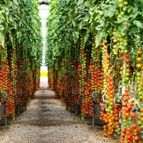 瀑布小番茄种子种籽孑圣女果西红柿大全四季盆栽蔬菜苗秧秧苗果苗