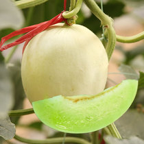 新玉姑甜瓜种籽 超甜玉菇香瓜种子哈密瓜四季南方北方香甜孑