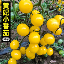 黄妃小番茄种子西红柿种籽四季蔬菜孑苗秧黄色水果圣女果籽种秧苗