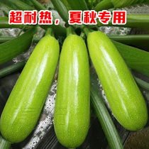 越夏专用夏季西葫芦种子四季高产耐热秋季寿光蔬菜西胡芦种籽孑