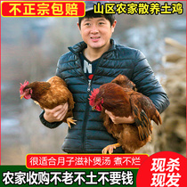 甘肃正宗土鸡农家散养老鸡土鸡活体整只老母鸡活鸡现杀新鲜重四斤