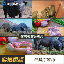 黑猪养猪场视频素材饲养殖生猪生态农场猪肉绿色农业肉制品宣传片