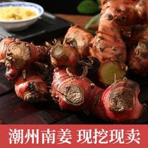广东潮汕新鲜南姜野生山姜芦苇姜牛羊肉火锅去腥味去膻提味调料品