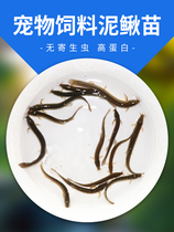 台湾泥鳅苗龙鱼血鹦鹉罗汉鱼鳄龟活体饲料鱼食泥鳅活体饵料鱼饲料