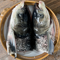 千岛湖淳牌有机鱼胖头鱼无泥腥味现切光鱼头整个带鳃称袋装4-20斤