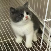 出售英短蓝白猫宠物猫纯种英国短毛猫英短蓝白立耳折耳活体幼猫p