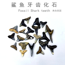 美国半锯齿鲨鱼牙齿化石原石头标本动物牙齿化石吊坠标本收藏科普
