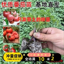 高产早熟大红番茄苗西红柿秧苗四季阳台庭院盆栽蔬菜籽种圣女果
