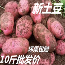 2023甘肃新鲜红皮黄心土豆定西红皮马铃薯土豆种子土豆10斤包邮
