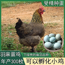 麻羽绿壳产蛋鸡种蛋受精蛋可孵化小鸡土鸡种蛋绿壳受精蛋种蛋