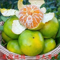 宜昌蜜桔橘早熟柑橘子新鲜10斤水果应季青皮桔子孕妇酸甜整箱蜜橘