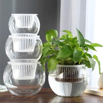 水培绿萝花瓶透明玻璃器皿定植篮大口径圆形创意室内盆栽植物容器