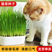小麦草种子猫草籽孑大麦芽苗菜无土栽培阳台水培土培猫薄荷草盆栽