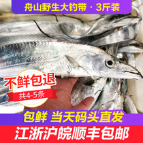 [3斤装]舟山大钓带新鲜带鱼特级刀鱼鲜活东海小眼睛海鲜水产生鲜