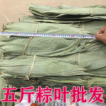 粽叶粽子叶5斤装五斤新鲜免邮包粽子的叶子纯天然干大号棕叶商用