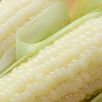 白糯玉米种子 甜糯型 粘糯香甜白色玉米种子营养粘苞米籽高产包邮