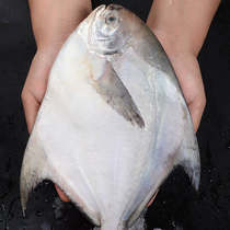 1斤1条东海大鲳鱼新鲜冷冻白鲳鱼银鲳鱼 平鱼 扁鲳鱼海鲜水产