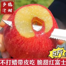 山东威海荣成蜂蜜罐红富士苹果哈密冰糖水果脆甜多汁农家自产5斤