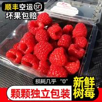 现货新鲜怡颗莓红树莓4盒装大果鲜果网红覆盆子孕妇水果包邮顺丰