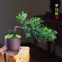 罗汉松悬崖临水造型盆景中国风创意桌面盆栽庭院办公室客厅植物