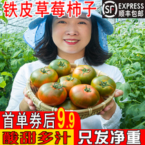 丹东铁皮草莓柿子新鲜现摘自然熟生吃盘锦碱地西红柿东北水果番茄
