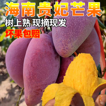 海南贵妃芒10斤现摘的芒果新鲜热带水果整箱甜心树上熟红金龙