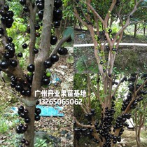 广州发货农业局研究正宗嘉宝果树苗早生四季沙巴树葡萄当年结果