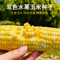 水果玉米种子生食白黄双色早熟高产苞米种籽鲜食超甜生吃农家种孑