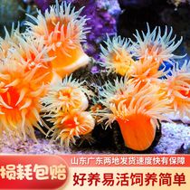 海缸生物炮仗花珊瑚太阳花珊瑚海水软体NPS珊瑚新手海缸生物
