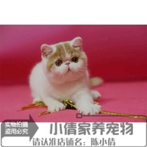 赛级出售加菲猫宠物猫咪异国短毛猫家养纯种幼猫活体双色弟弟x