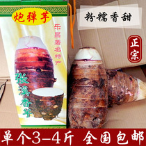 正宗乐昌张溪特产炮弹香芋3-4斤1个 新鲜农家自种粉糯芋头槟榔芋