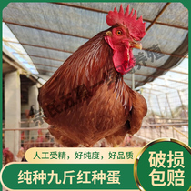 纯种九斤红种蛋可孵化红玉380大型土鸡受精蛋九斤黄肉鸡20枚包邮