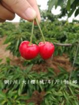 铜川大樱桃陕西特产 新鲜孕妇水果2024年5月中旬上市 4斤包邮