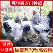 婆罗门观赏鸡种蛋梵天鸡受精蛋一枚装巨型宠物鸡可孵化颜色混搭发