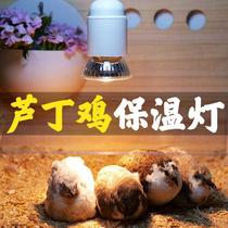 芦丁鸡保温灯鹌鹑冬天冬季保温箱取暖灯育雏小鸡专用取暖加热加温