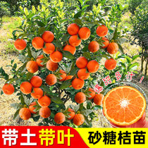 砂糖橘子树苗桔子果树果苗金桔树矮化盆栽水果带果南方种植橙子苗