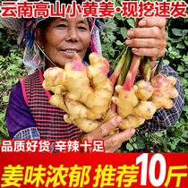 云南红芽嫩姜新鲜5斤老姜现挖生姜泡姜芽腌制农家蔬菜子姜大鲜姜