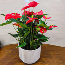红掌年宵花火鹤开花植物办公室网红室内绿植桌面花卉盆栽客厅同城