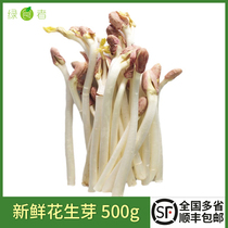 新鲜花生芽500g 花生苗食用生鲜蔬菜芽苗长寿芽西餐沙拉火锅食材