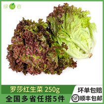 绿食者 罗莎红250g 紫叶红叶生菜 新鲜生吃沙拉蔬菜轻食西餐食材