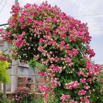 胭脂扣月季蔷薇花苗爬藤月季四季开花庭院植物阳台玫瑰花卉盆栽